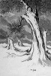 ulivi12