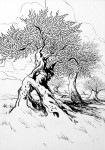 ulivi7