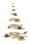 aspergillus6