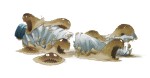 aspergillus8